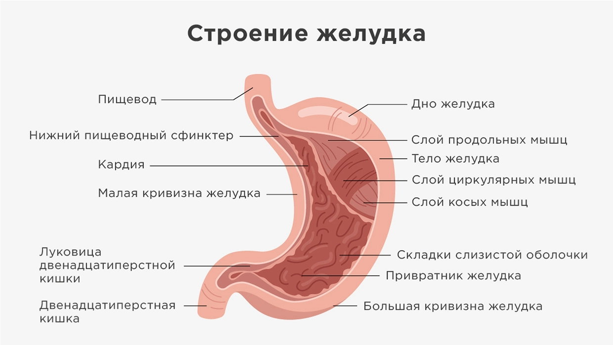 Пилоростеноз: симптомы, причины, диагностика, лечение| АО «Медицина» (клиника академика Ройтберга)